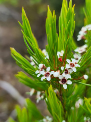 Chamelaucium floriferum