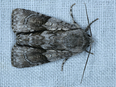 Turnerinycta phaeocosma