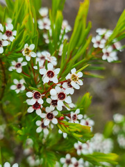 Chamelaucium floriferum