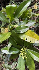 Voacanga thouarsii