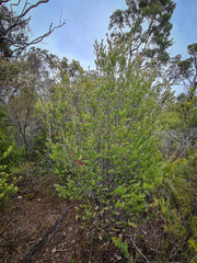 Chamelaucium floriferum