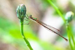 Austrolestes analis