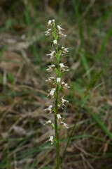 Prasophyllum odoratum