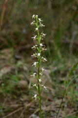 Prasophyllum odoratum