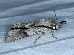 Turnerinycta phaeocosma