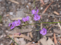 Thysanotus thyrsoideus
