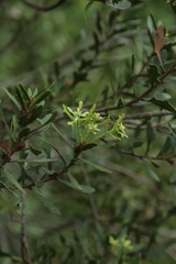 Morella quercifolia