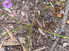 Thysanotus thyrsoideus