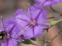 Thysanotus thyrsoideus