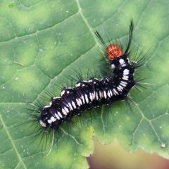 Nyctemera adversata