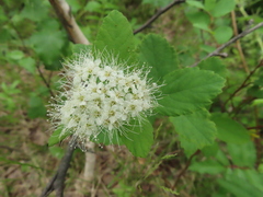 Spiraea beauverdiana