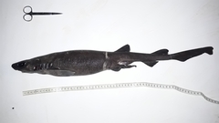 Bythaelurus canescens