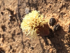 Crassula pyramidalis