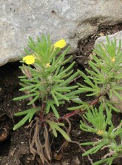 Ajuga chamaepitys