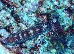 Cheilinus chlorourus