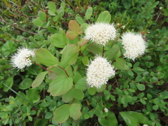 Spiraea beauverdiana