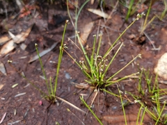 Isolepis