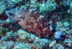 Cheilinus chlorourus