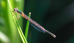 Austrolestes analis
