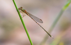 Austrolestes analis