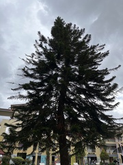 Araucaria