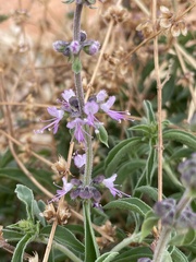 Ocimum americanum image