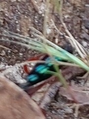Diamma bicolor