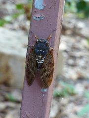 Graptopsaltria nigrofuscata