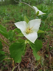 Trillium camschatcense