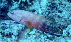 Cephalopholis urodeta