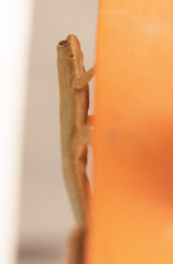 Phelsuma modesta leiogaster