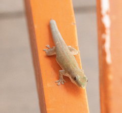 Phelsuma modesta leiogaster