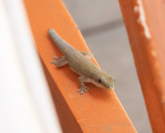 Phelsuma modesta leiogaster