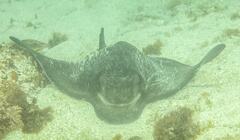 Myliobatis tenuicaudatus