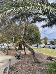 Eucalyptus petiolaris