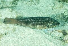 Notolabrus inscriptus