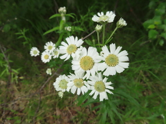 Achillea ptarmica macrocephala