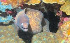 Gymnothorax thyrsoideus
