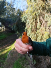 Erithacus rubecula