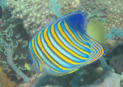 Pygoplites diacanthus