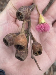 Eucalyptus petiolaris