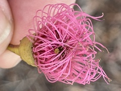 Eucalyptus petiolaris