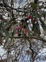 Eucalyptus petiolaris