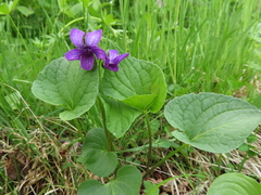 Viola langsdorffii