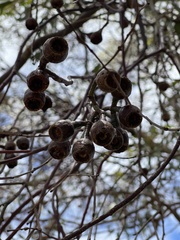 Eucalyptus petiolaris