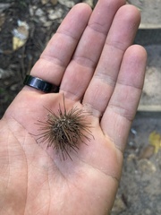 Acaena anserinifolia