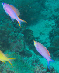 Mirolabrichthys tuka