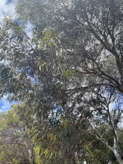 Eucalyptus petiolaris