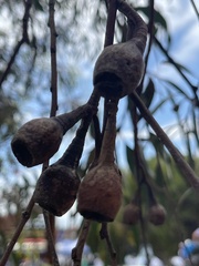 Eucalyptus petiolaris