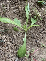 Lactuca virosa